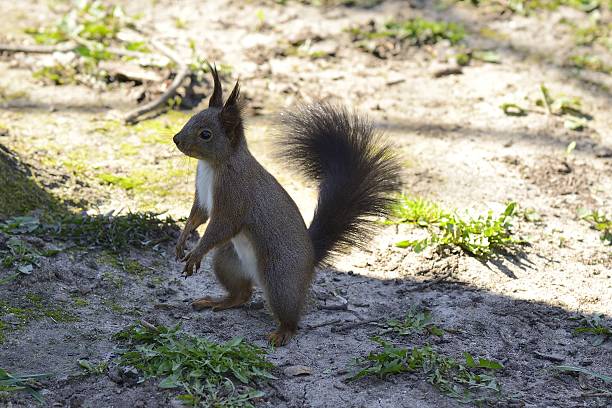 esquilo vermelho de pé sobre duas pernas no chão - squirrel softness wildlife horizontal - fotografias e filmes do acervo