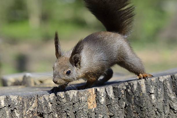 red squirrel 검색중 음식 위에 로그 - squirrel softness wildlife horizontal 뉴스 사진 이미지