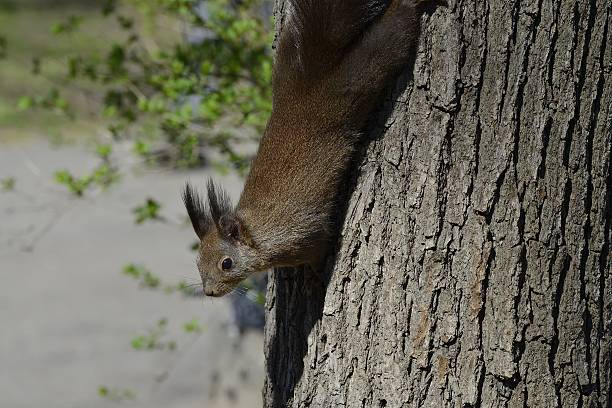 esquilo vermelho pendurado de cabeça para baixo sob uma árvore - squirrel softness wildlife horizontal - fotografias e filmes do acervo