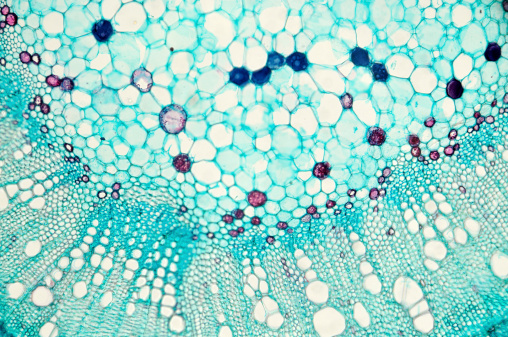 Microscopio de vista de gossypium hirsutum madre de algodón photo