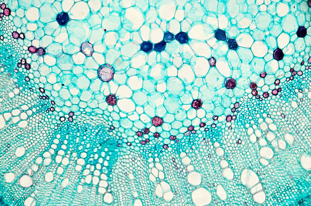 顕微鏡の gossypium hirsutum コットンのステム - magnification cell high scale magnification plant cell ストックフォトと画像
