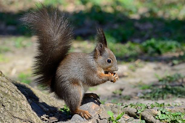 esquilo vermelho comer frutos secos no chão - squirrel softness wildlife horizontal - fotografias e filmes do acervo