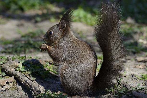 red squirrel 식사 너트 지상 - squirrel softness wildlife horizontal 뉴스 사진 이미지