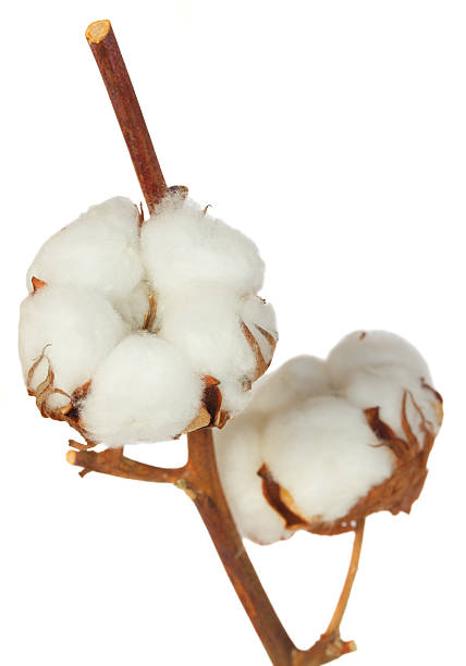 istock Cotton plant over white background 477042904