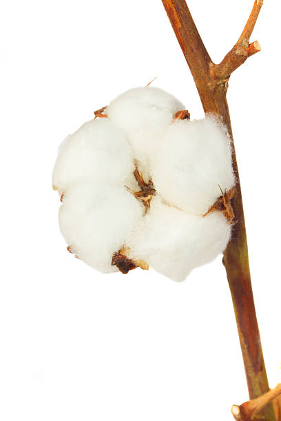 istock Cotton plant over white background 477042908