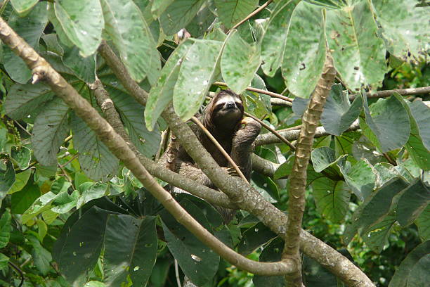 Three toed sloth resting over a branch Three toed sloth resting over a branch close to Canopy Tower lodge, Soberania National Park, Panama soberania national park stock pictures, royalty-free photos & images