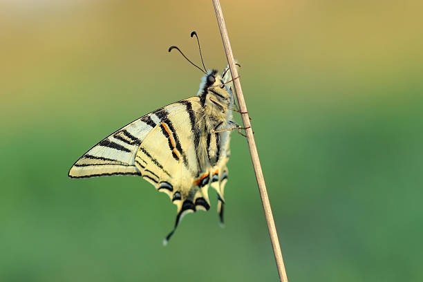 papillon papilio scarse (iphiclides podalirius) - scarce swallowtail photos et images de collection
