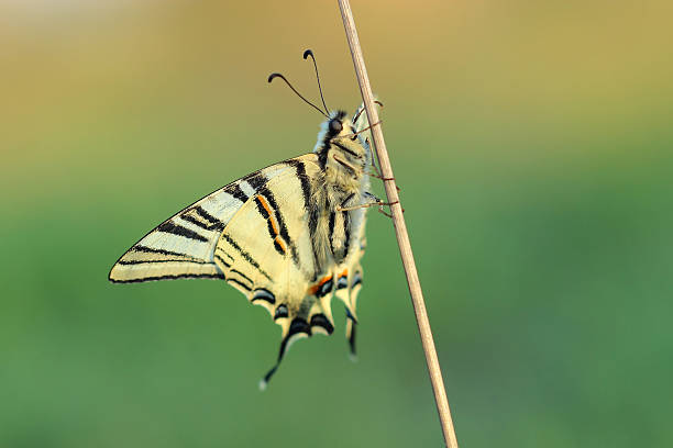 istock Butterfly - Scarse swallowtail (Iphiclides podalirius) 477046386