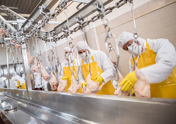 travailleurs d’une usine alimentaire - poulet viande blanche photos et images de collection