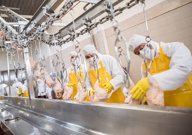Workers at a food factory Workers at a food factory doing quality control con chickens poultry stock pictures, royalty-free photos & images