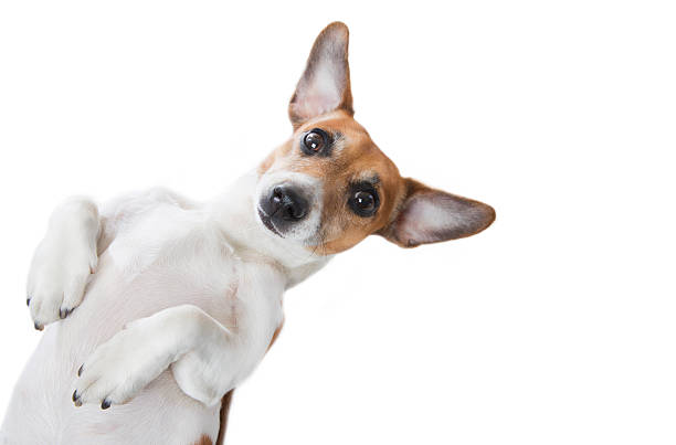 Cute Dog looking little dog lying on its back, large ears spread to the sides. White background. Studio shot animal ear stock pictures, royalty-free photos & images