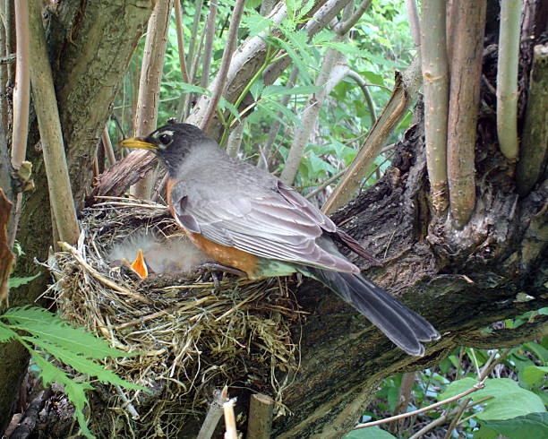 istock American Robin feeding her demanding chicks, or hatchlings 477050534