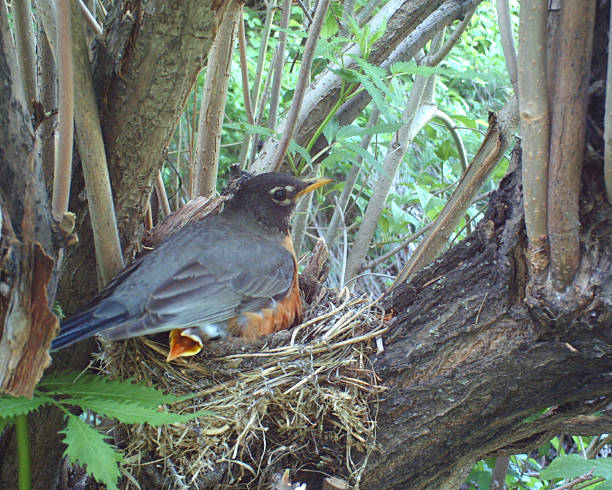 istock American Robin on her nest incubating and sheltering hatchlings 477050542
