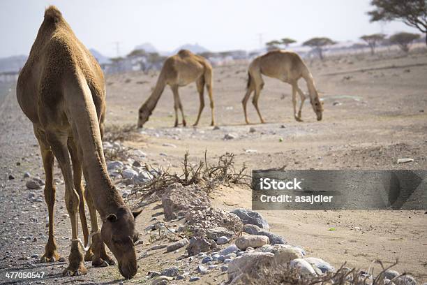 Camel Portrait Stock Photo - Download Image Now - Animal, Animal Hair, Animal Hump