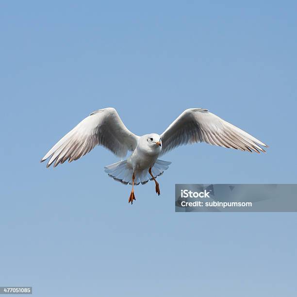 Volare Gabbiani In Azione Al Bangpoo Tailandia - Fotografie stock e altre immagini di Ambientazione esterna - Ambientazione esterna, Animale, Animale selvatico