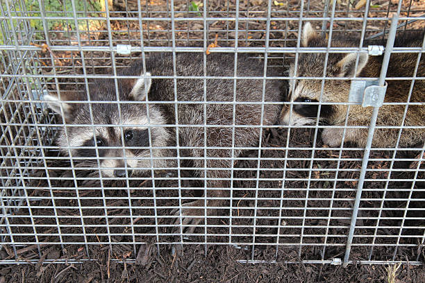 istock Two raccoons (Procyon lotor) caught in a live trap 477052107