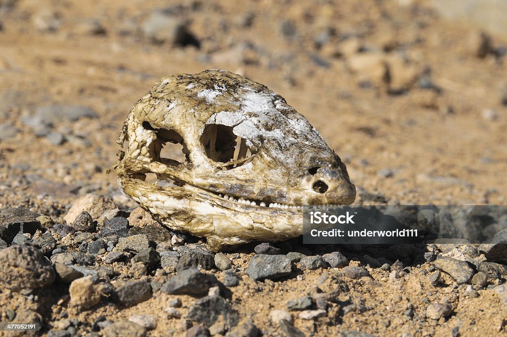 Lagarto crânio Canarian Seco - Royalty-free Ciência Foto de stock