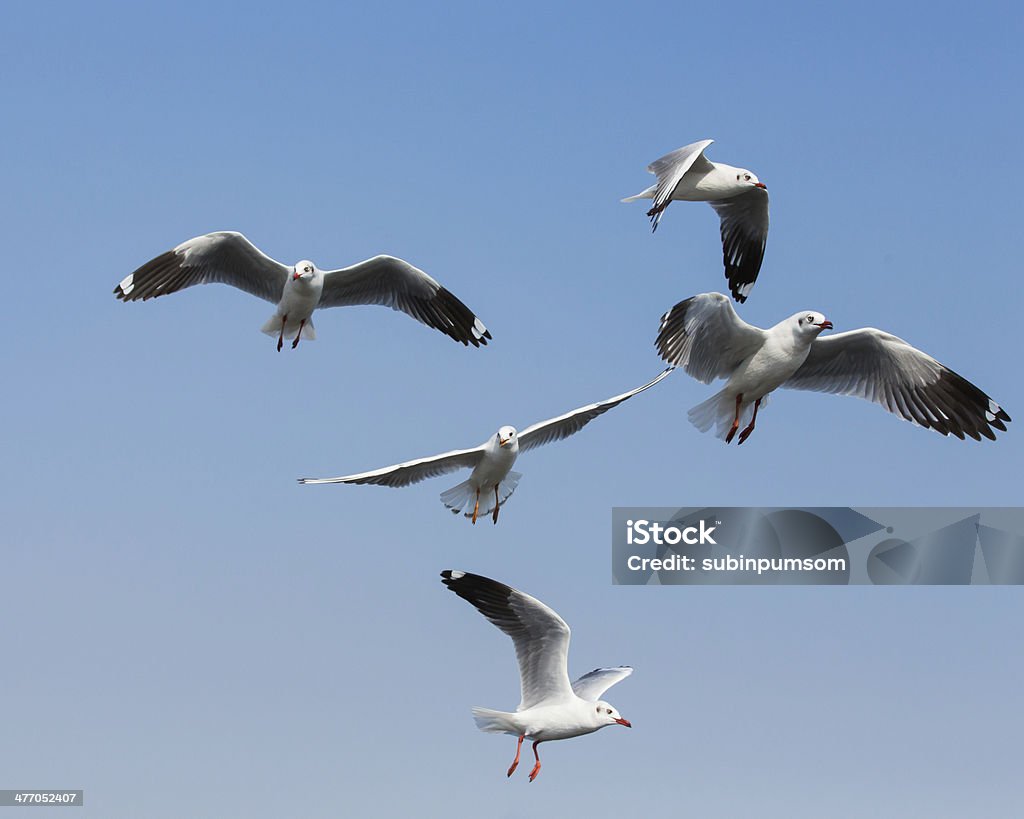 Voando gaivotas em ação no Bangpoo Tailândia - Foto de stock de Animal royalty-free