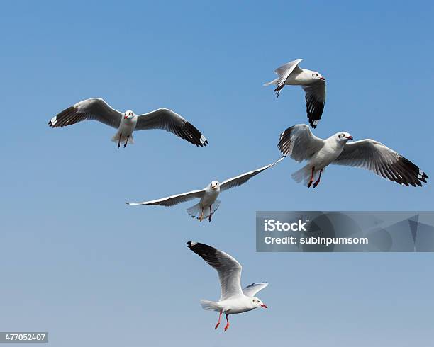 Foto de Voando Gaivotas Em Ação No Bangpoo Tailândia e mais fotos de stock de Animal - Animal, Animal selvagem, Areia