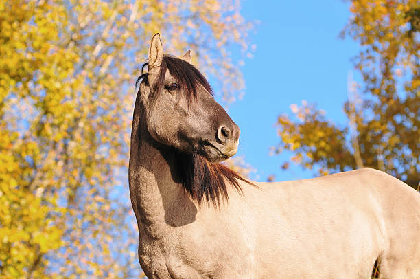 istock Bashkir grulla horse portrait in autumn 477052806
