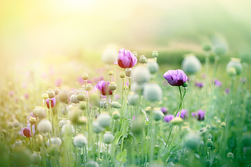 Purple poppy flowers