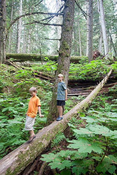 istock Two Young Caucasian Boys Walking on a Log in Forrest 477053936