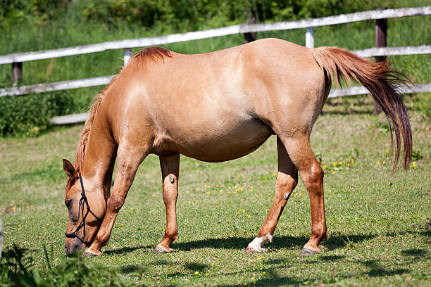 istock Horse in the meadow 477054873