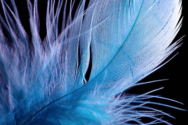 istock Macro of Fluffy blue feather details 477055455