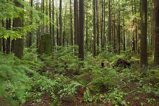 Pacific Northwest, Second Growth Forest stock photo