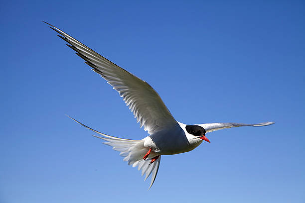 Arctic Tern (Sterna paradisaea) in flight Arctic Tern in flight, taken on Inner Farne island off the coast of Northumberland, England. farne islands stock pictures, royalty-free photos & images