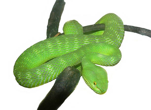 istock green snake on a branch 477056353