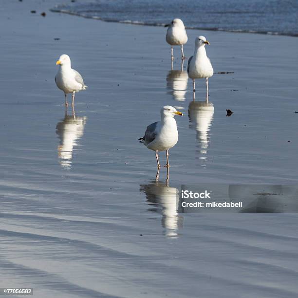 Gulls Stock Photo - Download Image Now - 2015, Beach, Bird