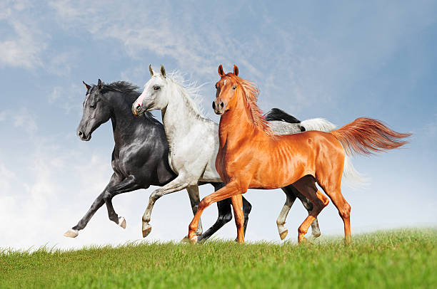 istock three arabian horses runs free in summer 477057666