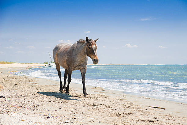 bela solitária cavalos selvagens a caminhar ao longo da praia - horse animals in the wild water beach imagens e fotografias de stock
