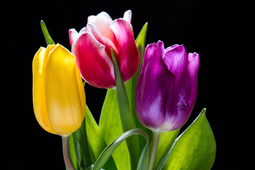 Colorful tulips on black background.