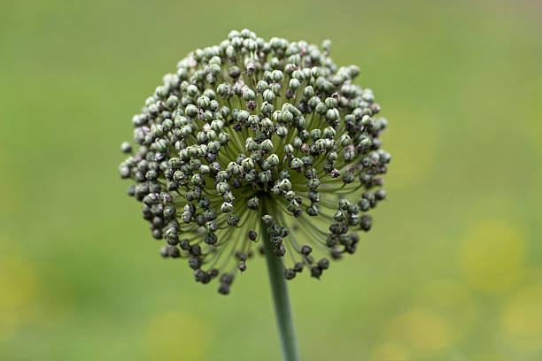 istock single leek in the garden isolated on green background 477061641
