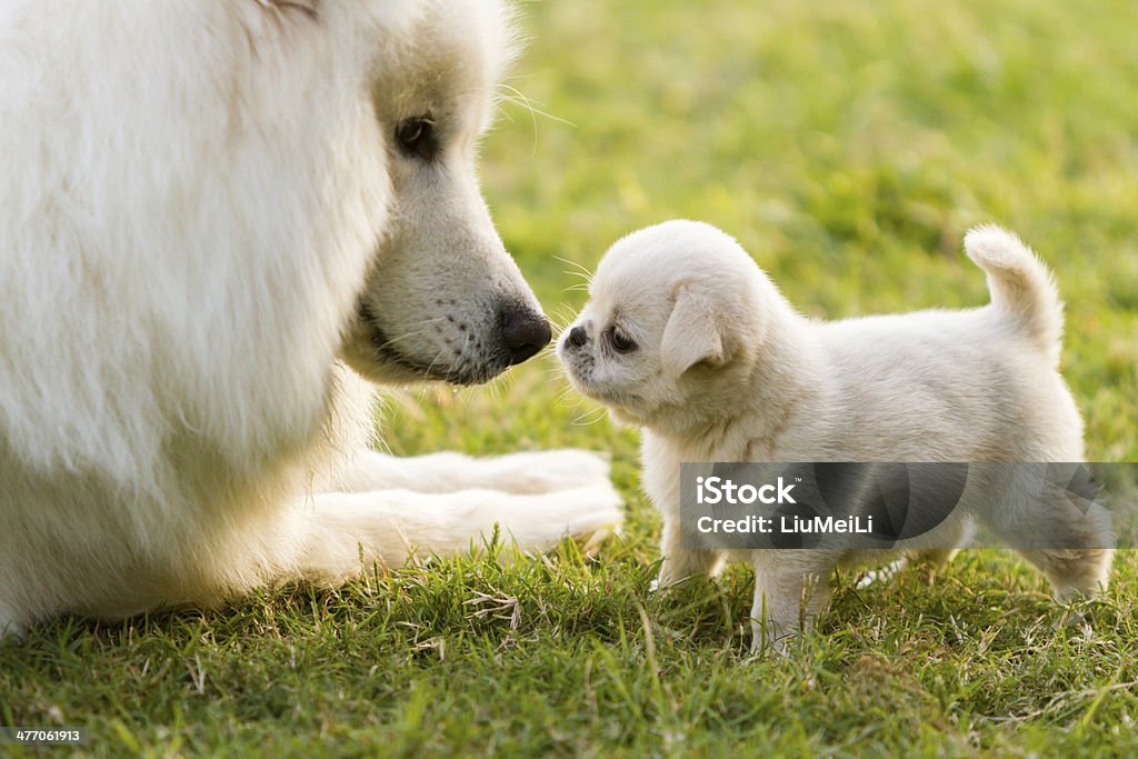 puppy Two dogs in the grasslands play Samoyed Stock Photo