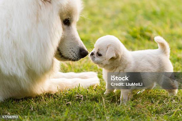 Puppy Stock Photo - Download Image Now - Samoyed, Animal, Animal Family