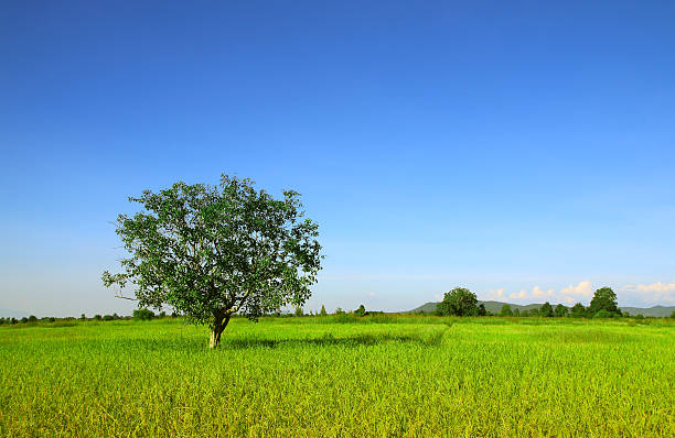 istock paddy field of Thailand 477062437