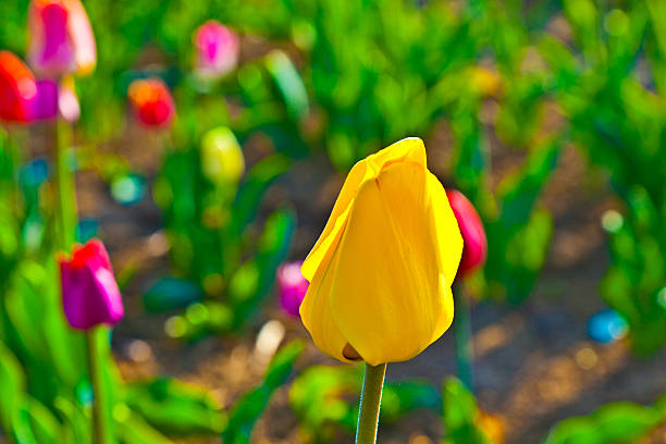 istock Spring field with blooming colorful tulips 477062459