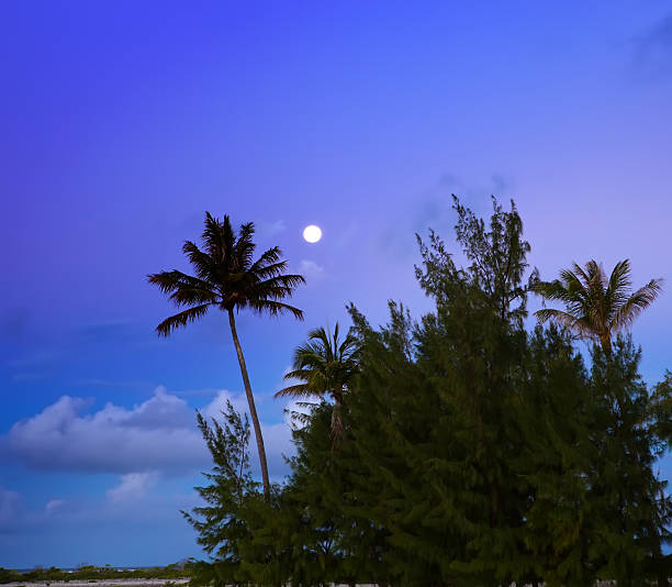 istock Palm trees on island in the sea. night 477062550