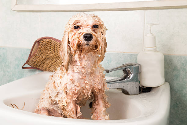 istock Wet poodle puppy taking bath in basin 477065478