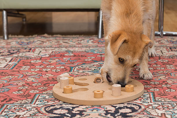 istock brown dog plays with dog puzzle 477068100