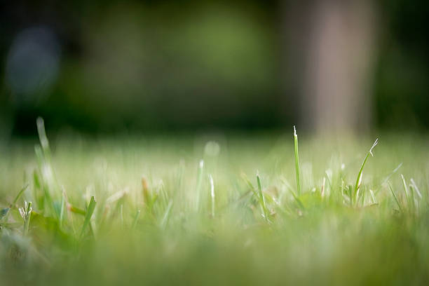 istock Blades of Grass in American Yard 477068376