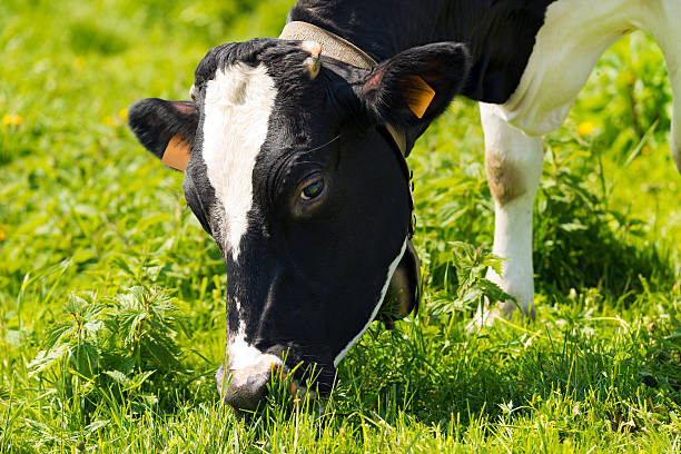vaca comer hierba en un prado verde - cencerro fotos fotografías e imágenes de stock