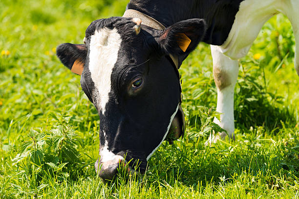 istock Cow Eating Green Grass on a Meadow 477070978