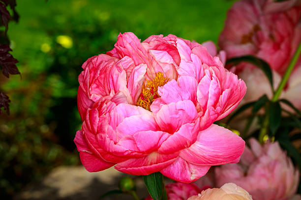 istock Beautiful Peony in Full Blossom 477073498