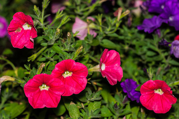 istock Petunias Flower 477073683