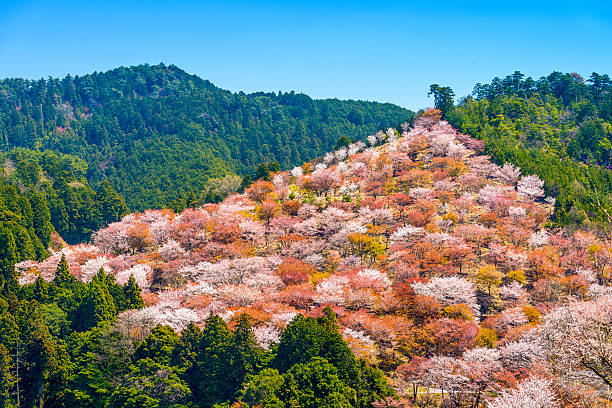 Yoshinoyama, Japan in Spring Yoshinoyama, Nara, Japan spring landscape. nsra stock pictures, royalty-free photos & images