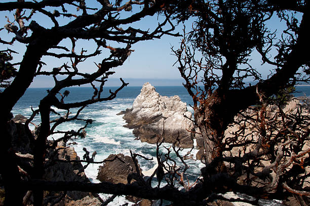 деревья и голубое небо в национальный заповедник пойнт лобос - point lobos state reserve big sur california beach стоковые фото и изображения